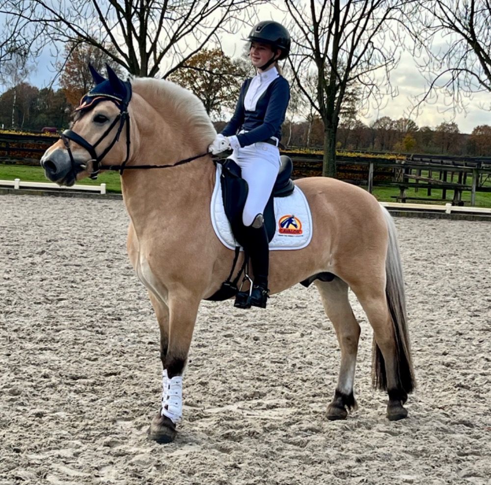 Ander stamboek dekhengst Hengst 7 jaar Andere te koop - Foto 5