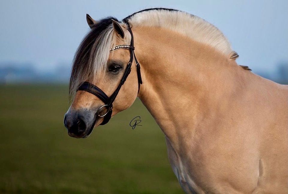 Approved fjord stallion