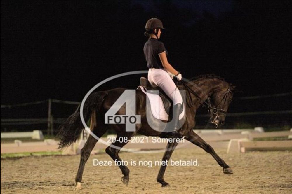 KWPN dressuurpaard Merrie 10 years old Donkerbruin for sale - Photo 4