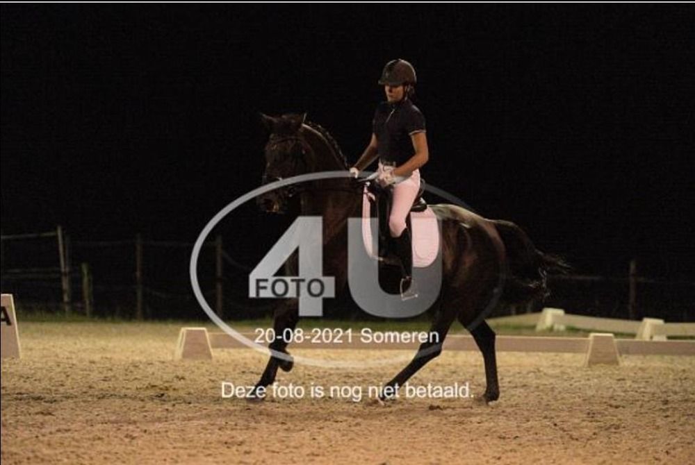 KWPN dressuurpaard Merrie 10 years old Donkerbruin for sale - Photo 2