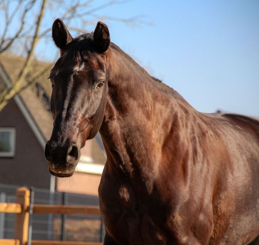 KWPN dressuurpaard Merrie 10 years old Donkerbruin for sale - Photo 5