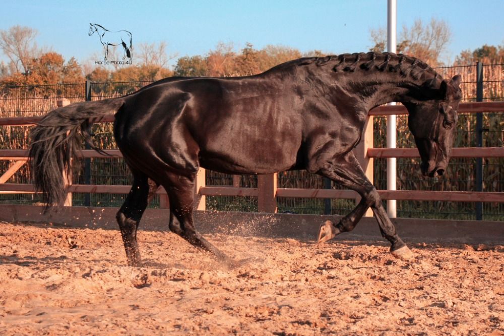 KWPN dressuurpaard Merrie 10 years old Donkerbruin for sale - Photo 3