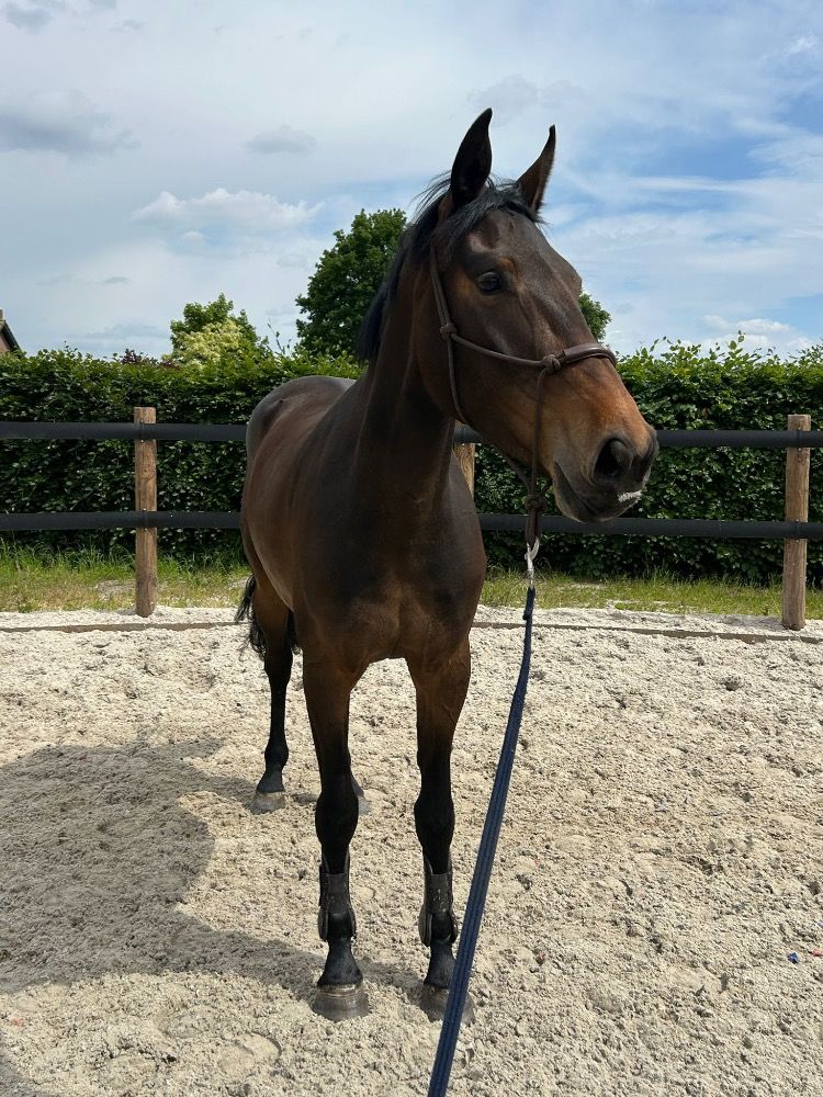 Mooie 4yo springmerrie te koop!