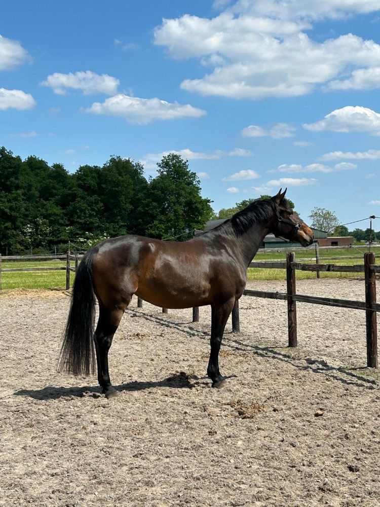 Zangersheide springpaard Merrie 4 jaar Donkerbruin te koop - Foto 2