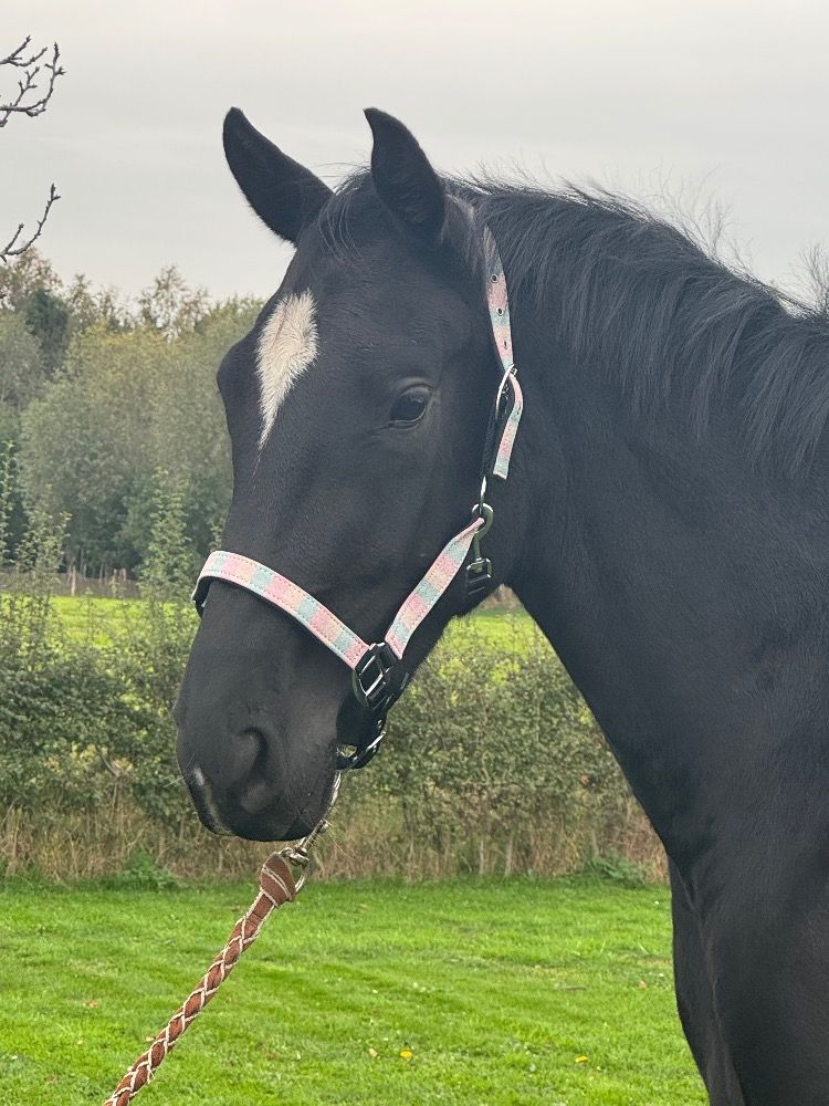 BWP dressuurpaard Merrie 3 years old Zwart for sale - Main photo