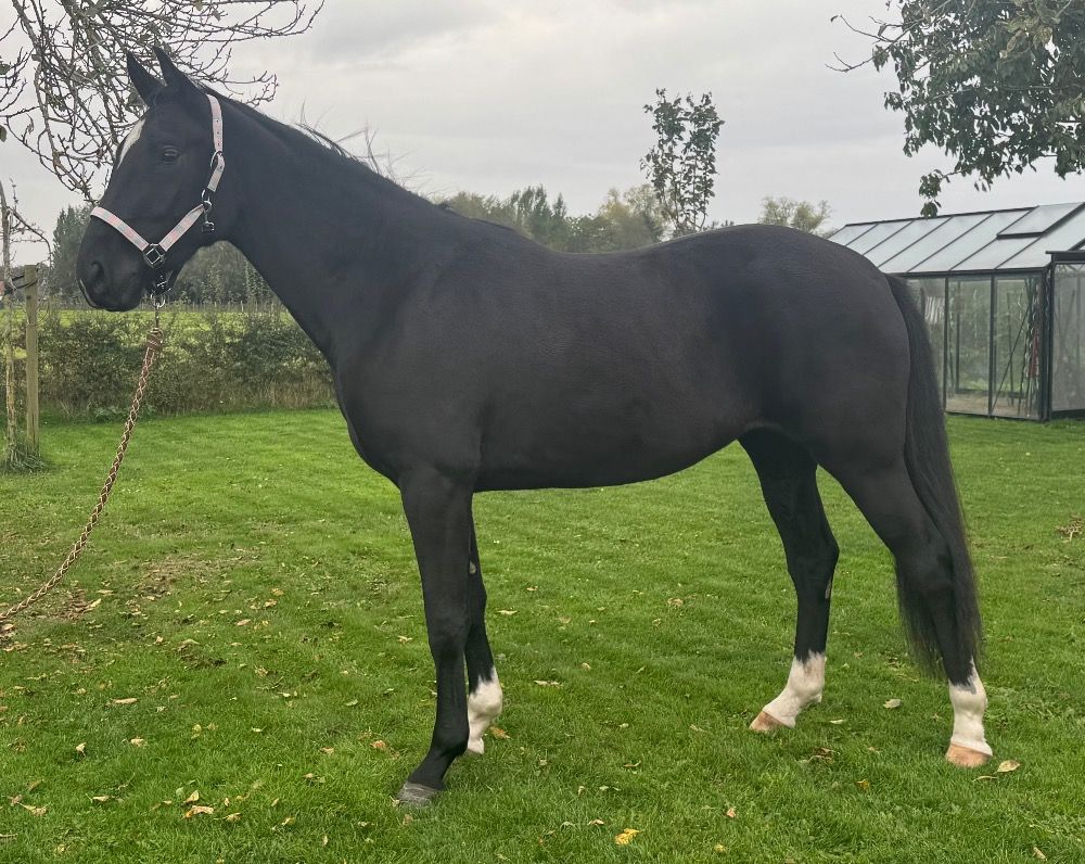BWP dressuurpaard Merrie 3 years old Zwart for sale - Photo 4