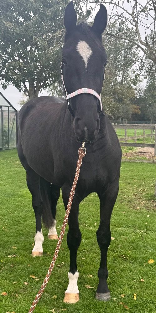 BWP dressuurpaard Merrie 3 years old Zwart for sale - Photo 3