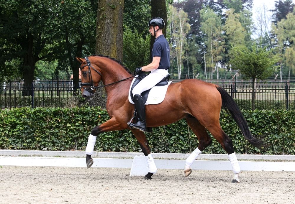 KWPN dressuurpaard Hengst 3 jaar Bruin te koop - Foto 2