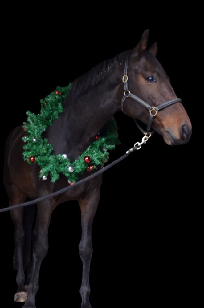 BWP paard Ruin 8 jaar Bruin te koop - Foto 3