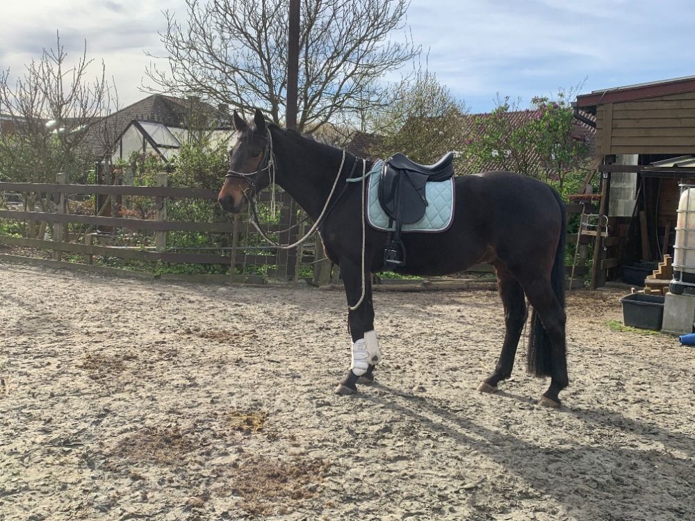 BWP paard Ruin 8 jaar Bruin te koop - Foto 4
