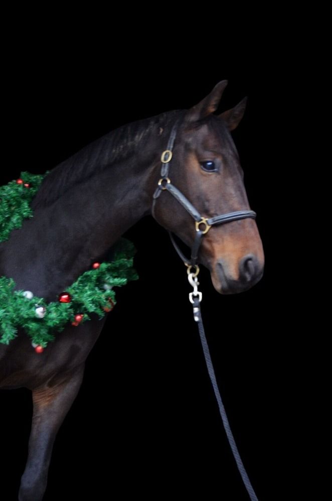 BWP paard Ruin 8 jaar Bruin te koop - Foto 2