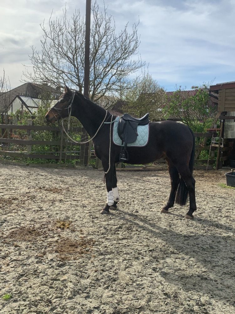 BWP paard Ruin 8 jaar Bruin te koop - Foto 5
