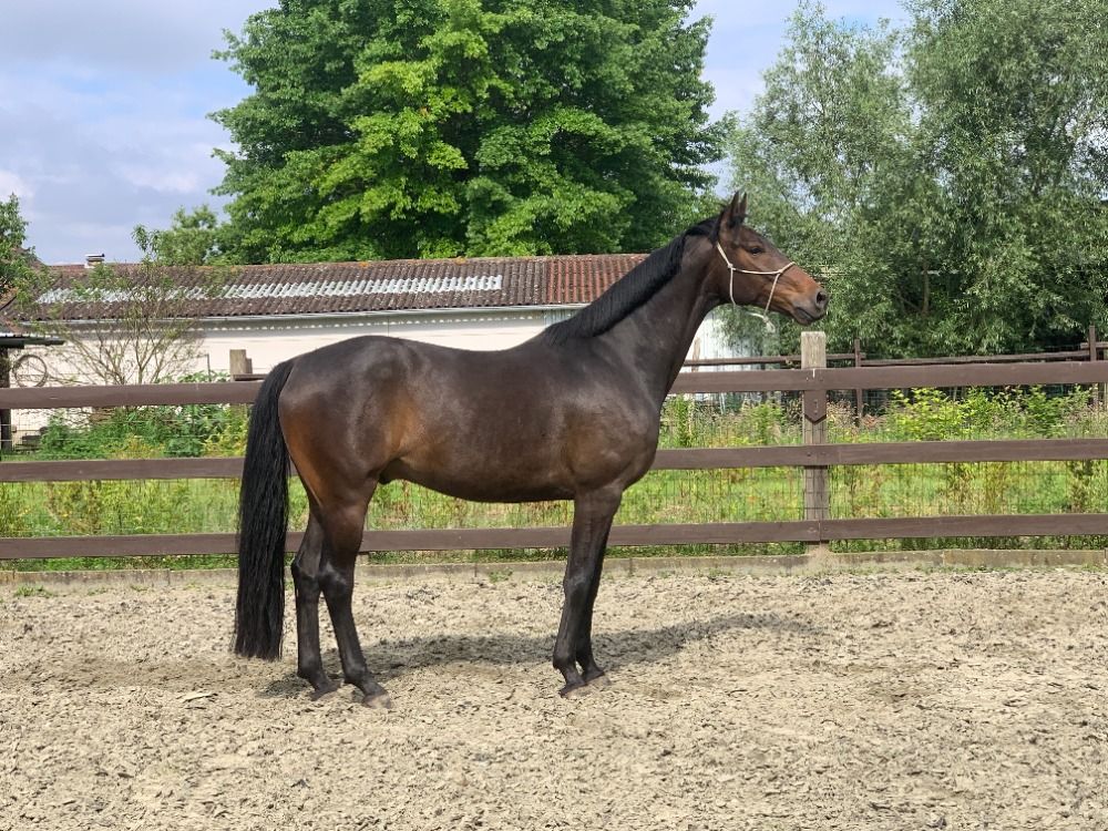 BWP paard Ruin 8 jaar Bruin te koop - Foto 6