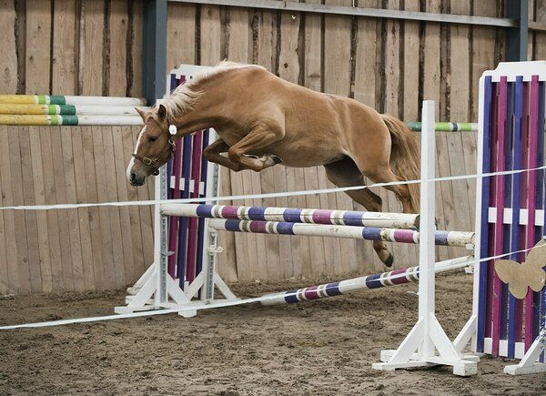 Estonian Native Horse show jumping stallion 10.06.2024 歳 Chestnut 売り出し中 - 写真 2