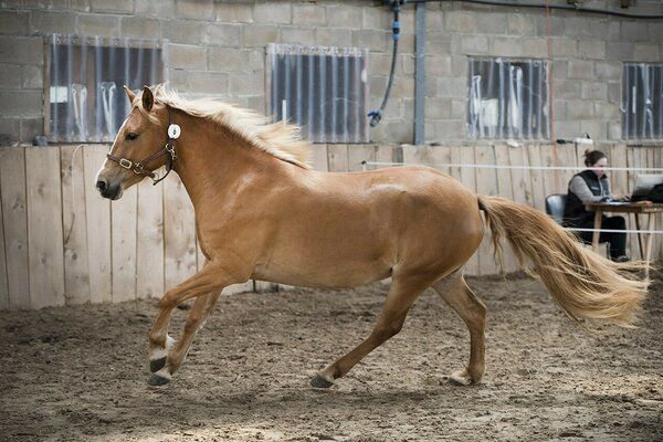 Estonian Native Horse show jumping stallion 10.06.2024 歳 Chestnut 売り出し中 - 写真 3