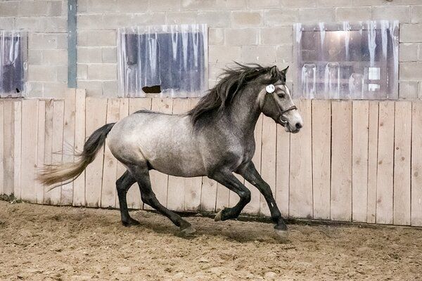 Estonian Native Horse show jumping stallion 10.06.2024 歳 Chestnut 売り出し中 - 写真 4