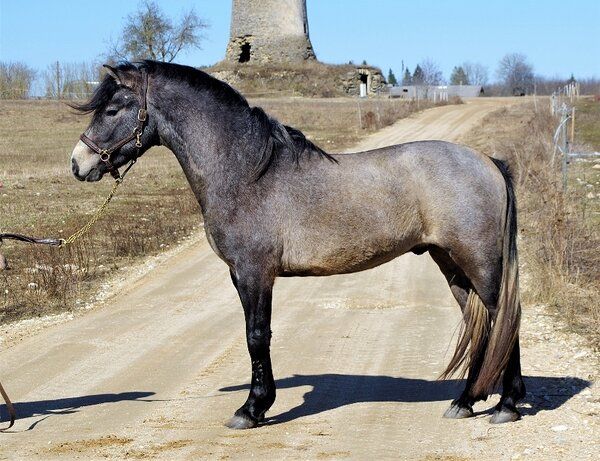Estonian Native Horse show jumping stallion 10.06.2024 歳 Chestnut 売り出し中 - 写真 5