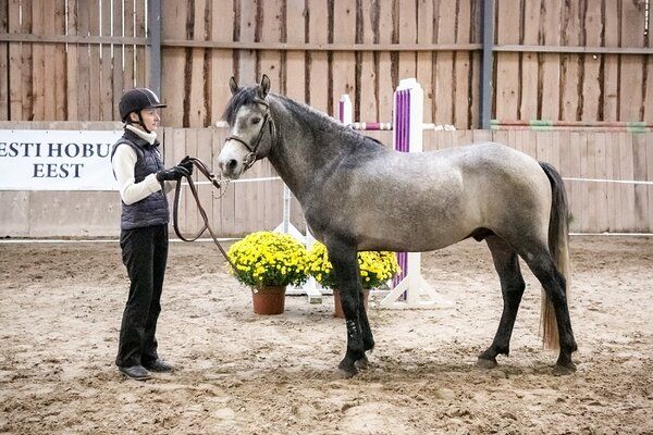Estonian Native Horse show jumping stallion 10.06.2024 歳 Chestnut 売り出し中 - 写真 6