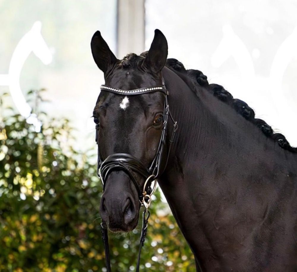 Toekomstbelofte van Dimaggio Black x Millennium