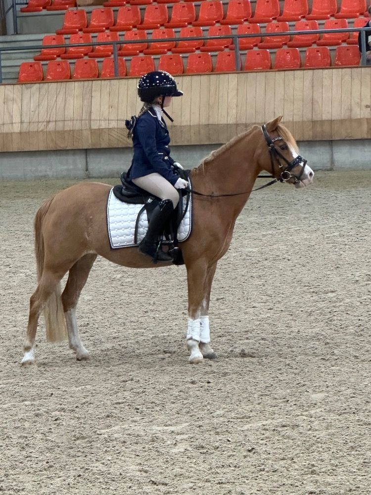 Super betrouwbare knappe b pony