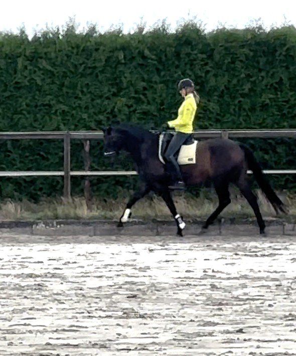 dressuurpaard merrie 14 år donkerbruin till salu - Foto 2