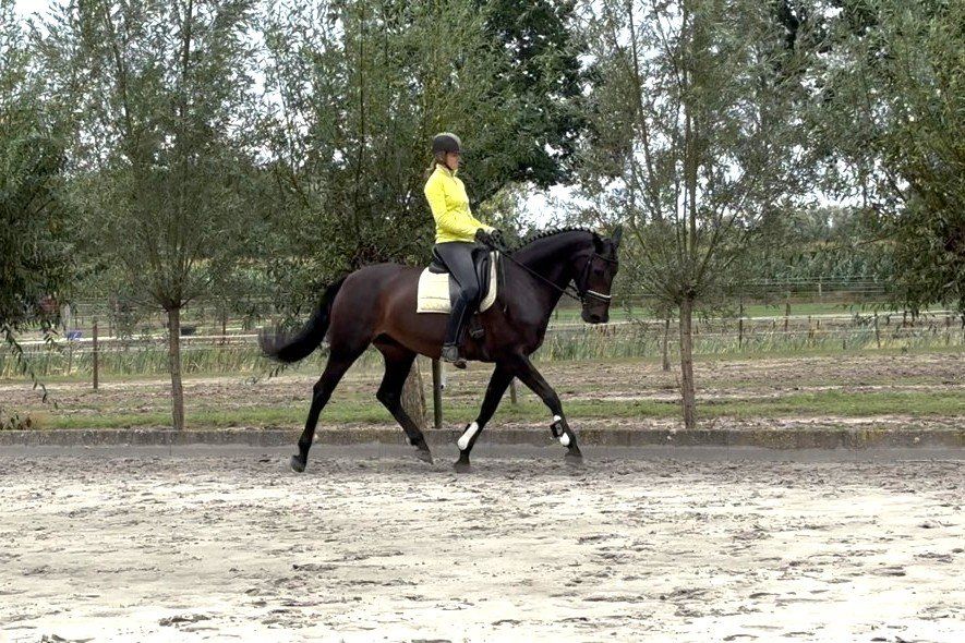dressuurpaard merrie 14 år donkerbruin till salu - Foto 5