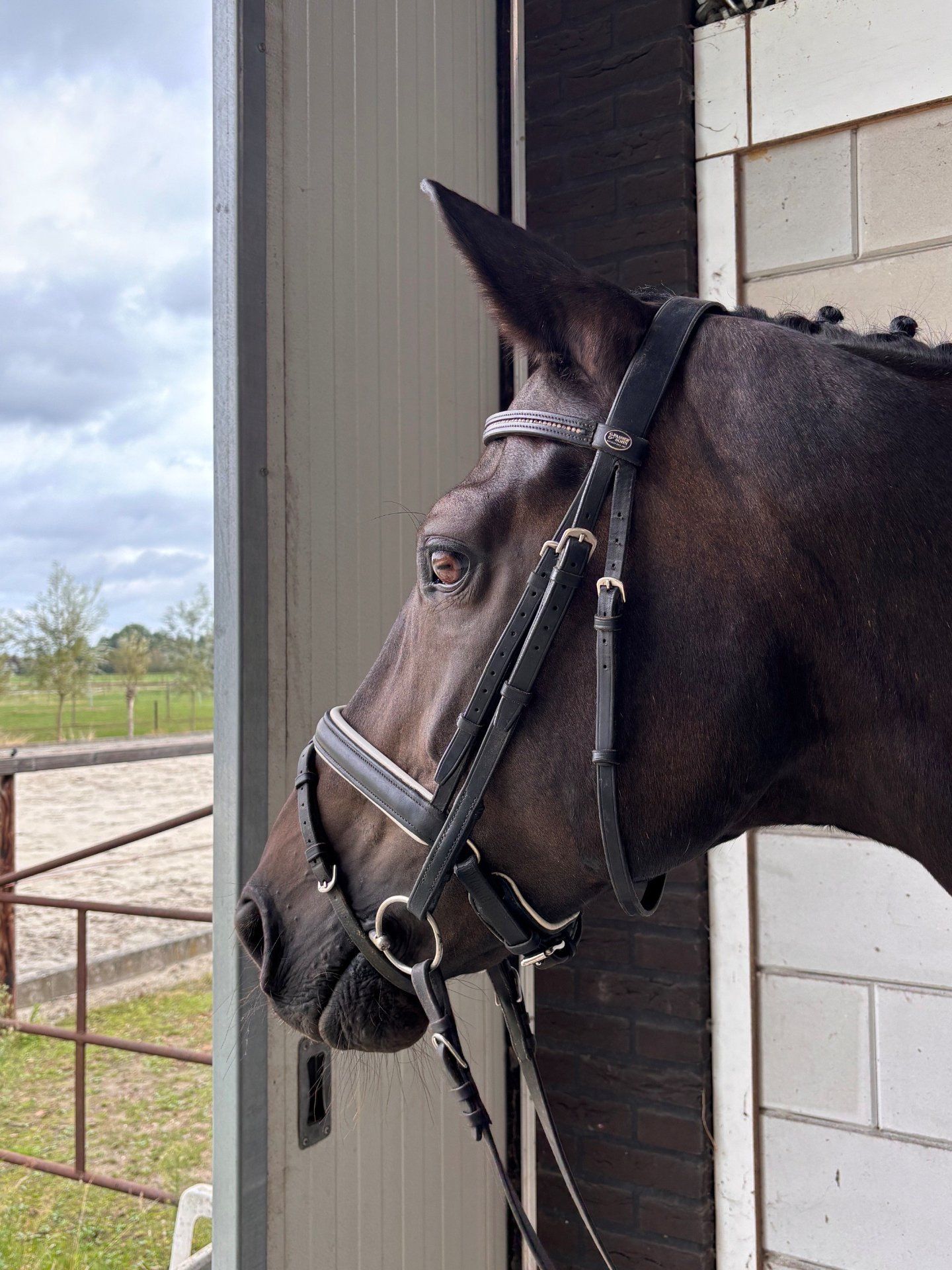 dressuurpaard merrie 14 år donkerbruin till salu - Foto 4