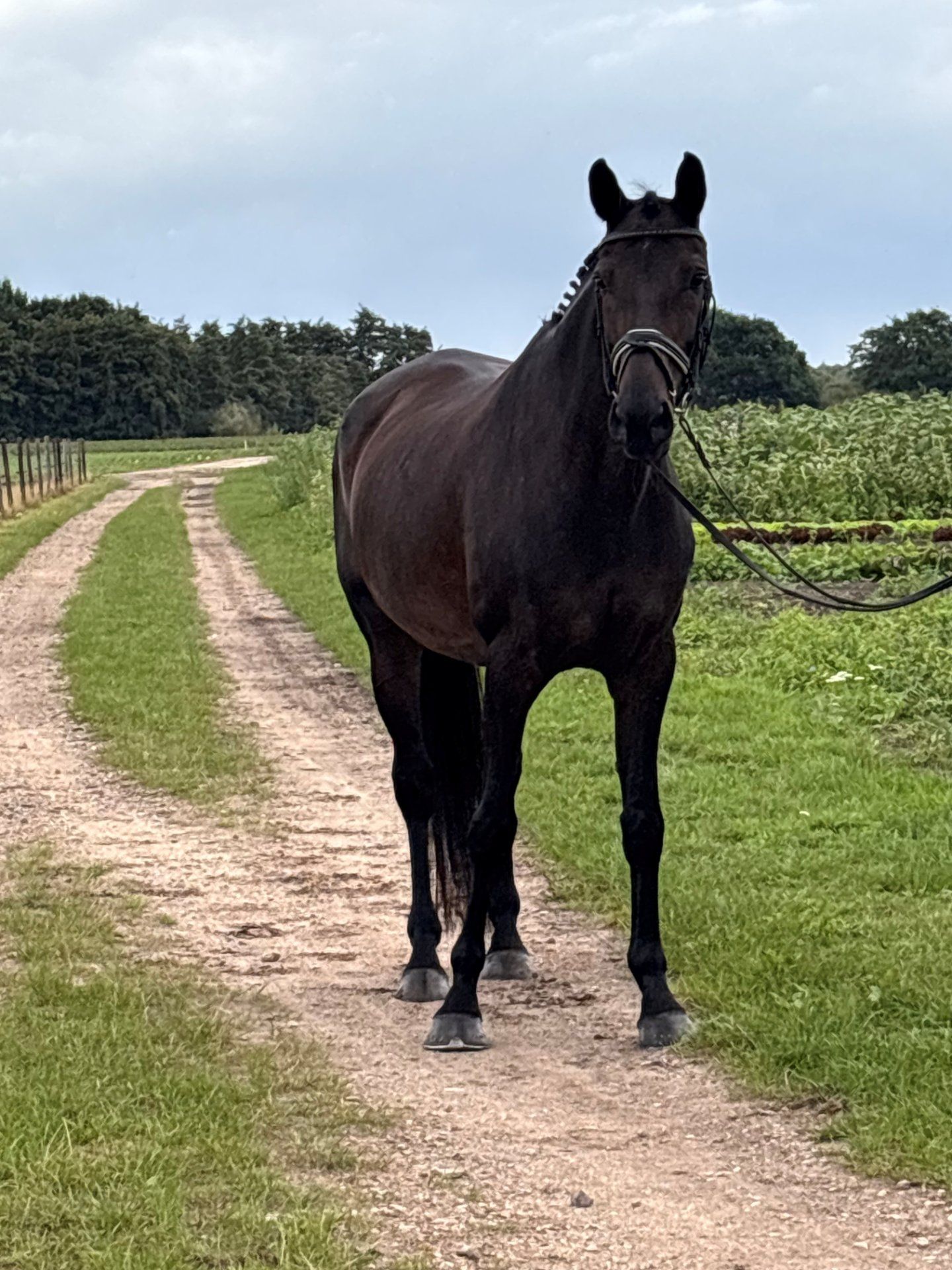 dressuurpaard merrie 14 år donkerbruin till salu - Foto 3