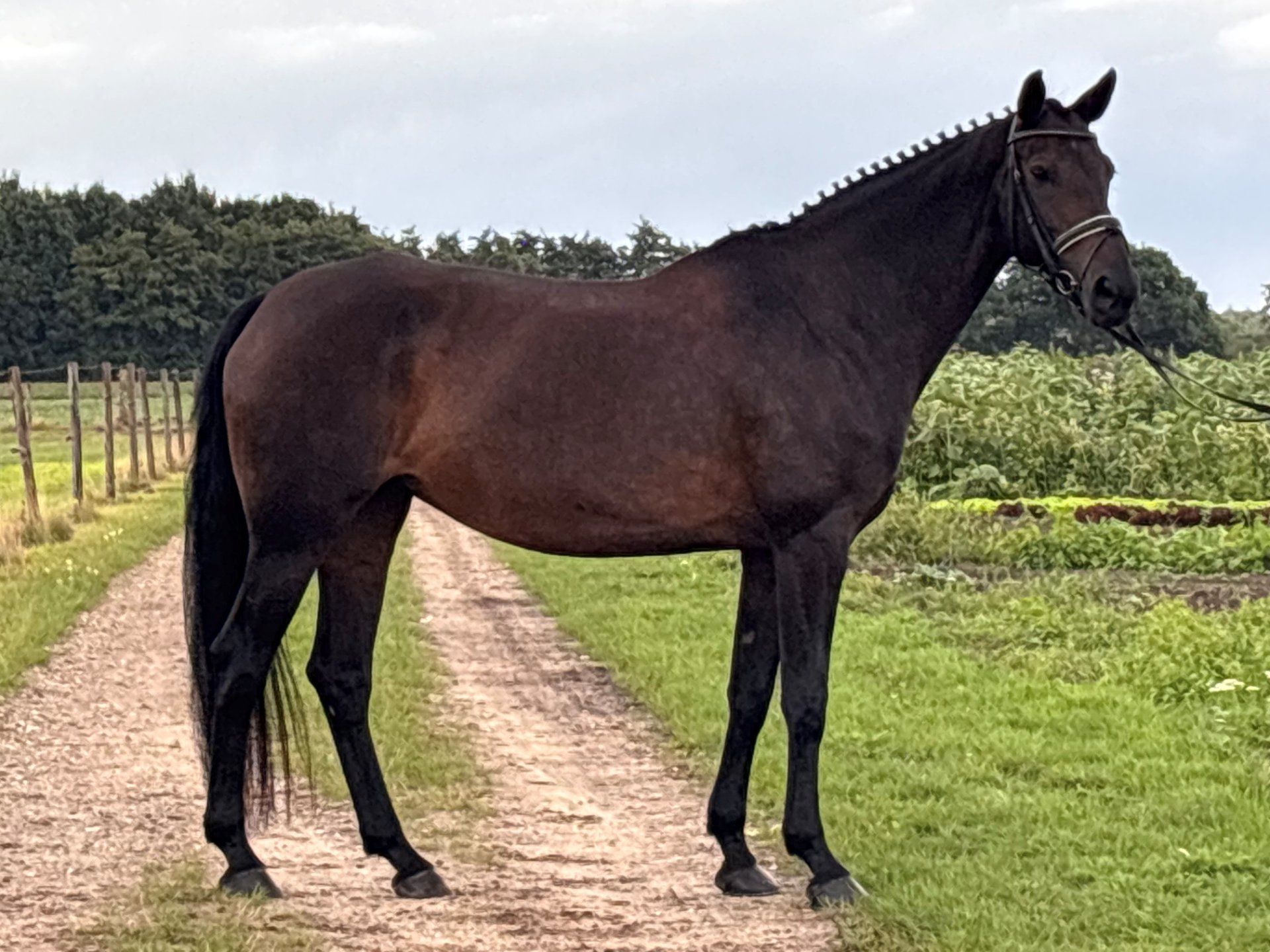 Cavallo da dressage, Cavalla, 14 anni