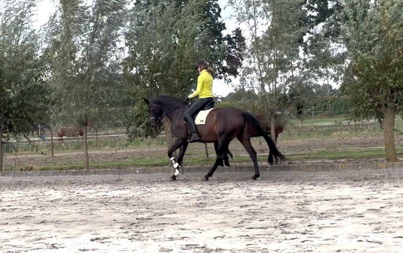 dressuurpaard merrie 14 år donkerbruin till salu - Foto 6