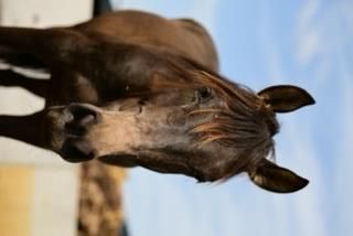PRE dressuurpaard Hengst 4 jaar Bruin te koop - Foto 4