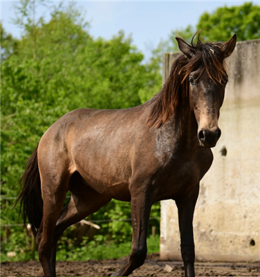 PRE dressuurpaard Hengst 4 jaar Bruin te koop - Foto 2