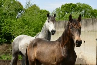 PRE dressuurpaard Hengst 4 jaar Bruin te koop - Foto 3