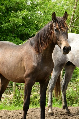 PRE dressuurpaard Hengst 4 jaar Bruin te koop - Foto 5