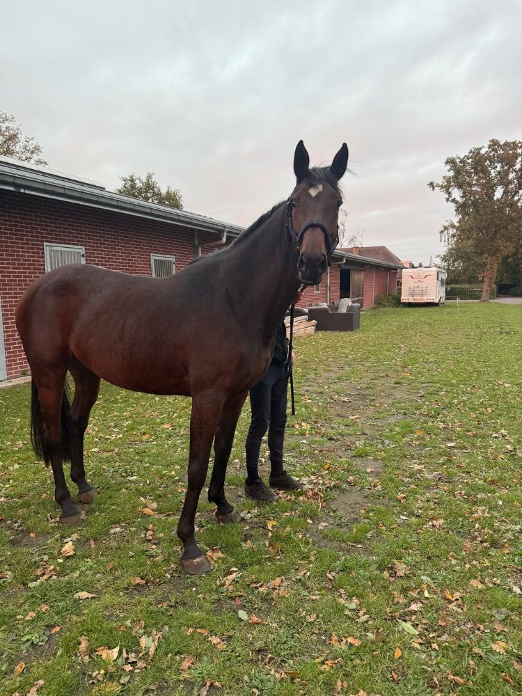 BWP recreatie paard Merrie 4 jaar Donkerbruin te koop - Foto 3