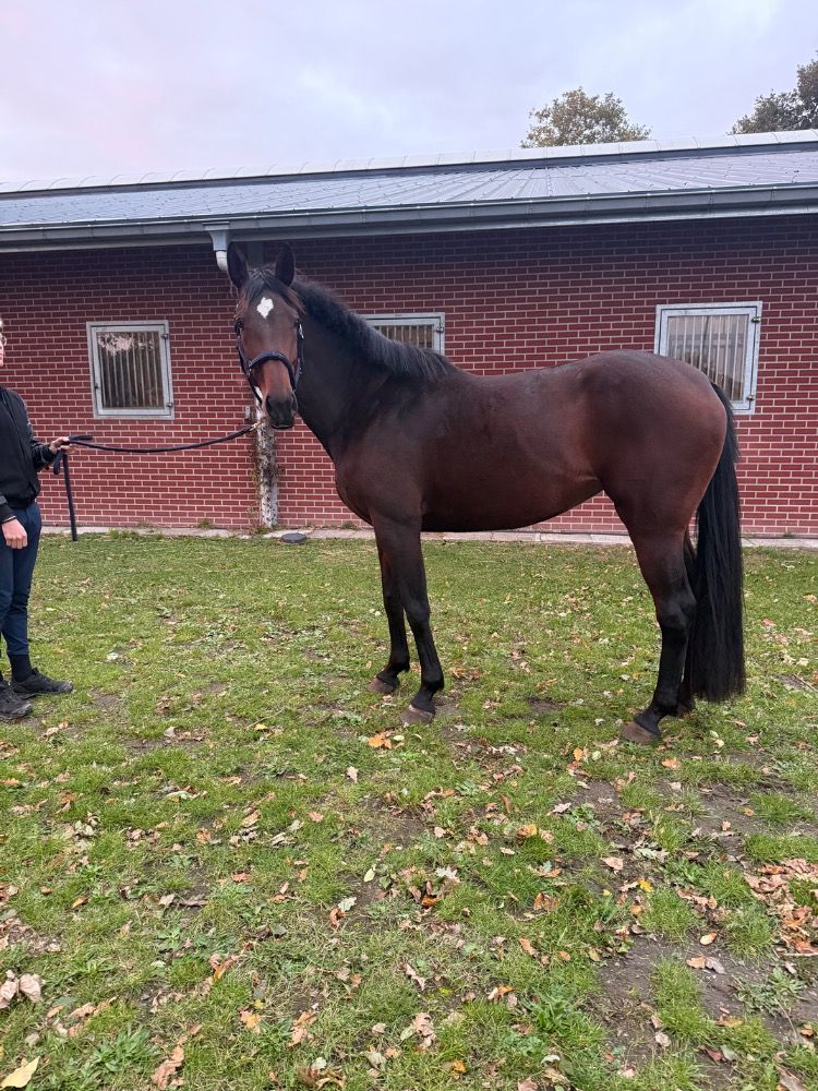 BWP recreatie paard Merrie 4 jaar Donkerbruin te koop - Foto 2