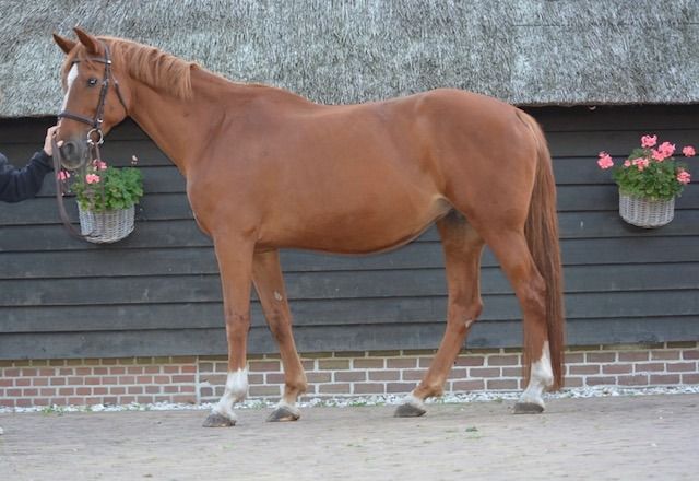Drachtige merrie van Harley x Burggraaf
