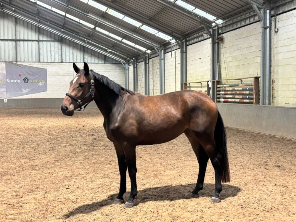 Leuke 3j merrie