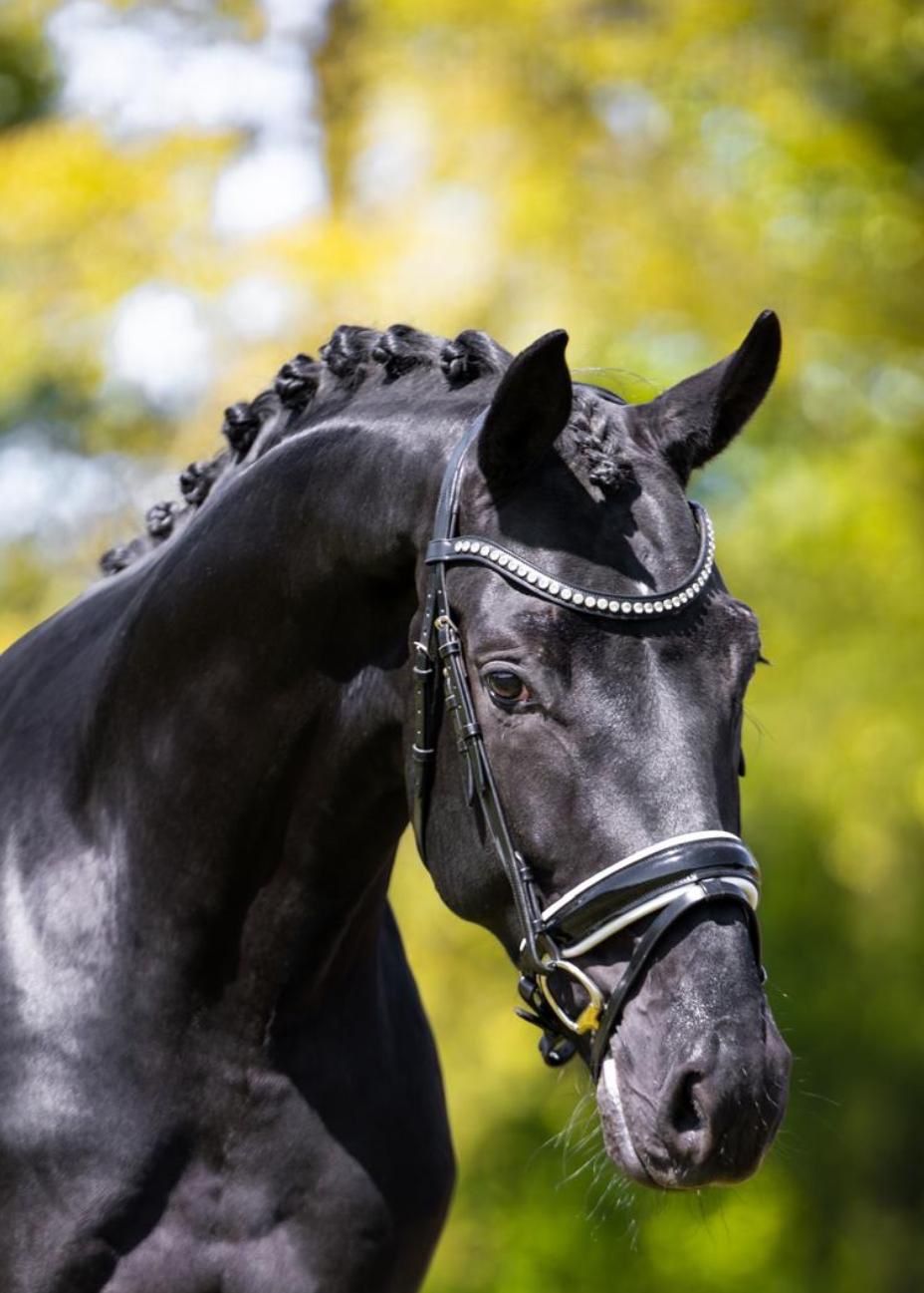 Dressage horse, Stallion, 3 years