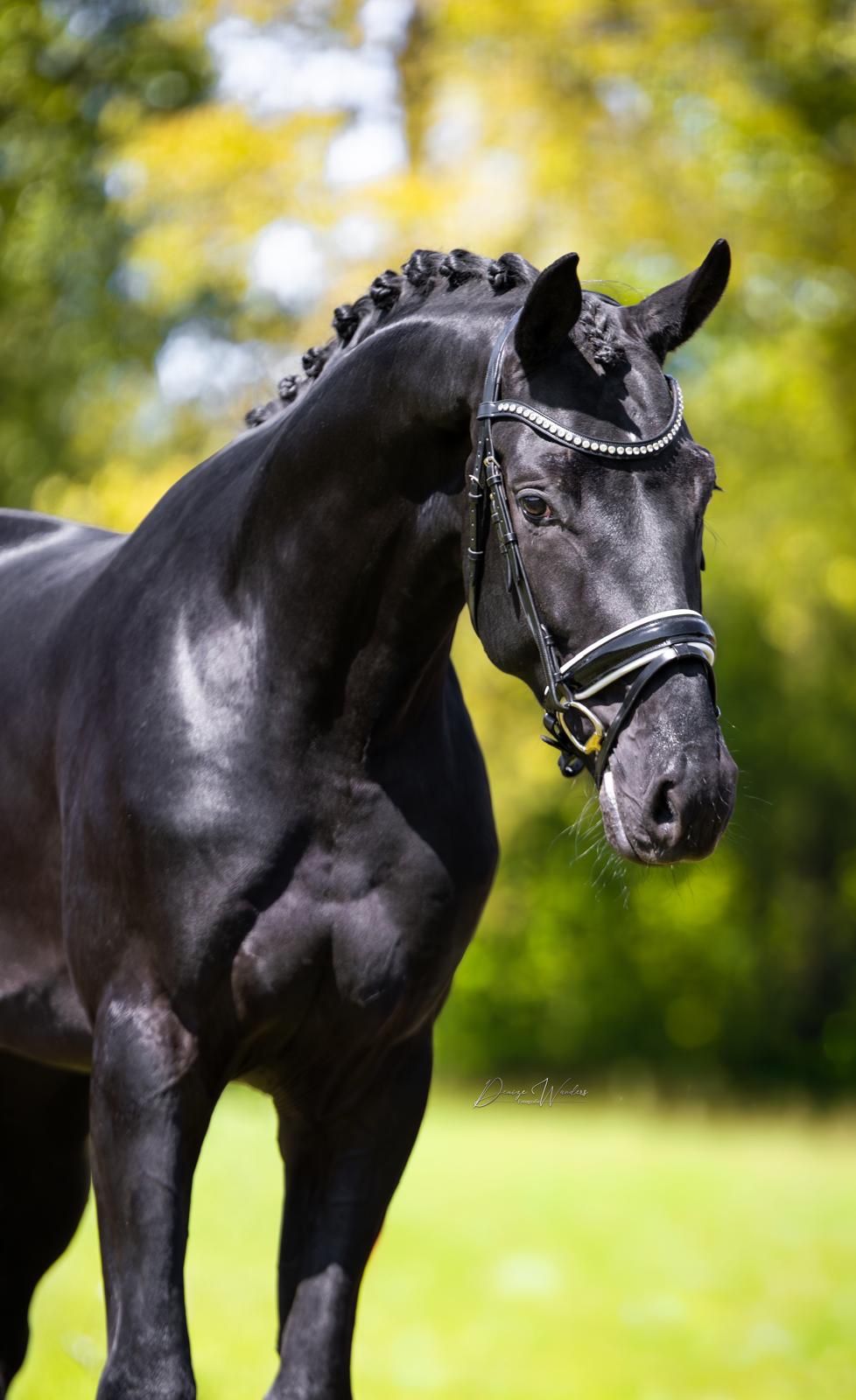dressuurpaard hengst 3 år till salu - Foto 2