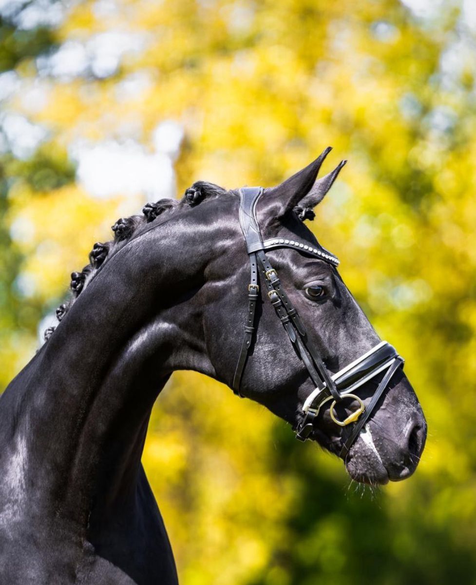 dressuurpaard hengst 3 år till salu - Foto 3