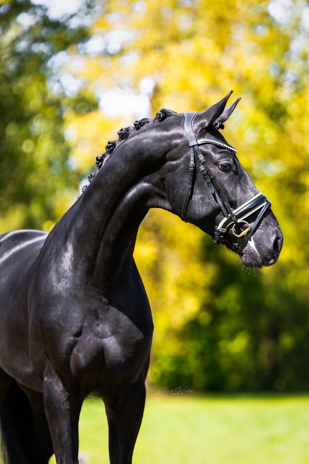 dressuurpaard hengst 3 år till salu - Foto 4
