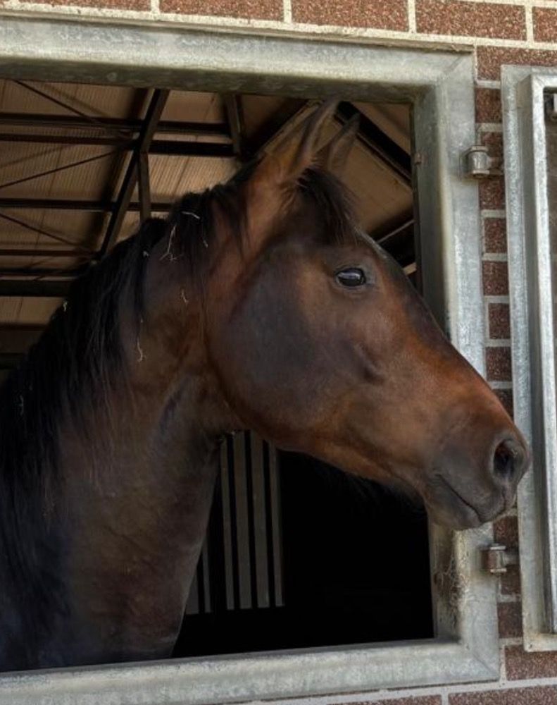 KWPN dressuurpaard Ruin 4 años Donkerbruin en venta - Foto 3