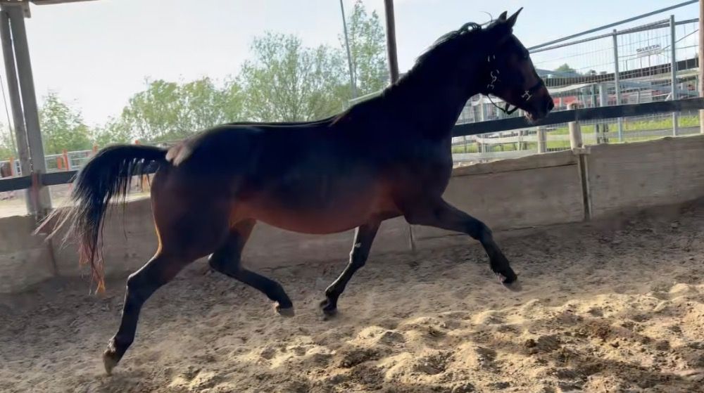 KWPN dressuurpaard Ruin 4 años Donkerbruin en venta - Foto 2