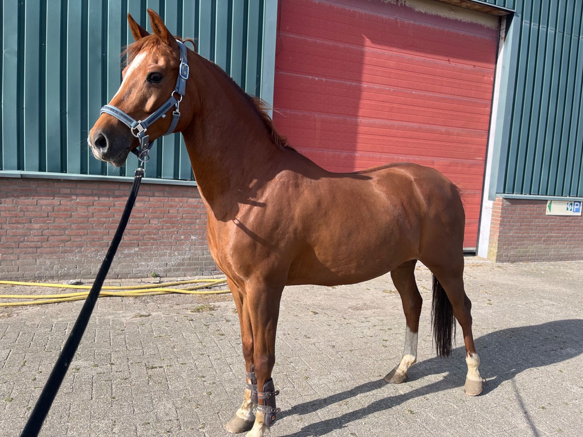 nrps springpony merrie 11 jaar vos te koop - Foto 5