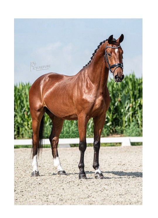 KWPN dressuurpaard Ruin 6 jaar Bruin te koop - Foto 2