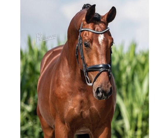 Talentvolle 6 jarige ruin