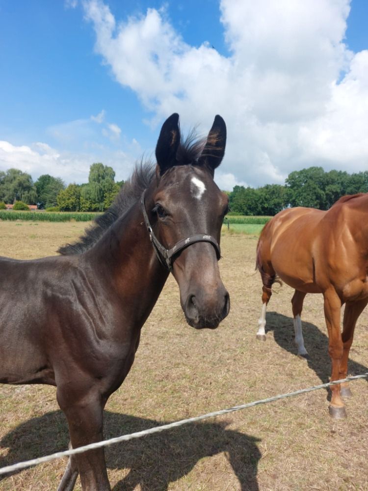 BWP dressuurpaard Hengst Donkerbruin te koop - Foto 4