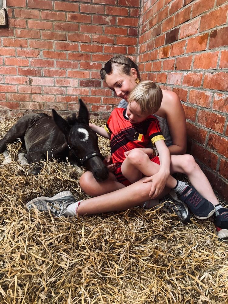 BWP dressuurpaard Hengst Donkerbruin te koop - Foto 3