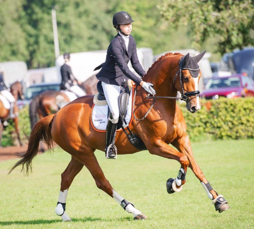 BWP dressuurpaard Hengst Donkerbruin te koop - Foto 5